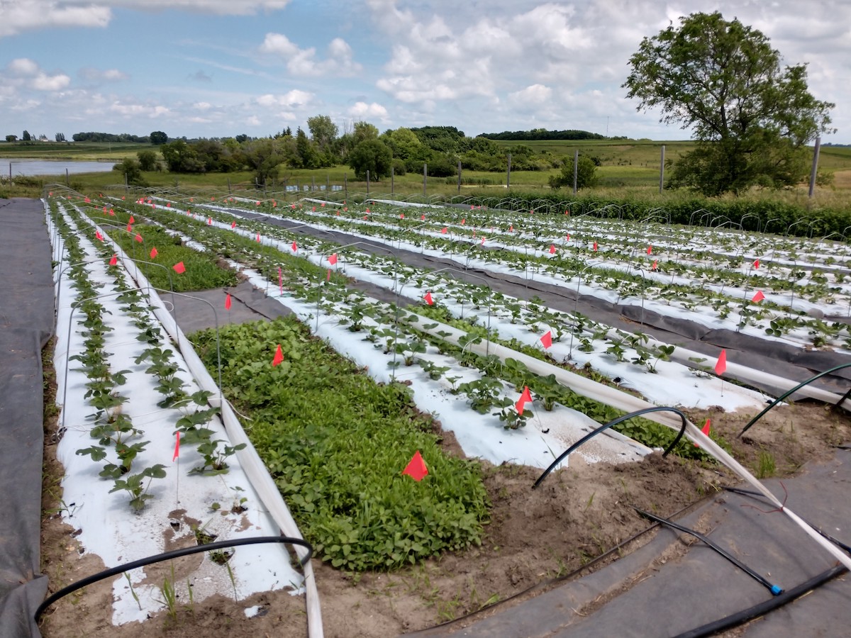 Strawberry field experiment divided into treatment blocks