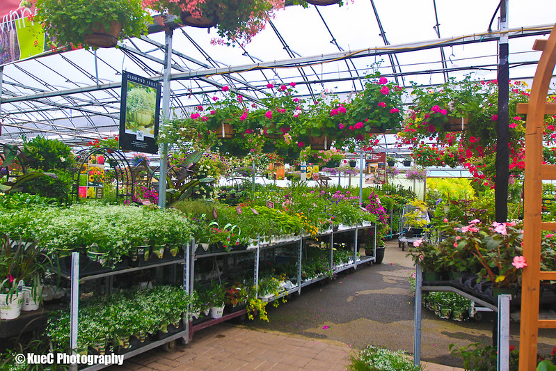 Plants in garden center.
