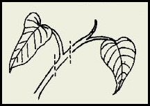 Sketch of two leaves attached to a stem.