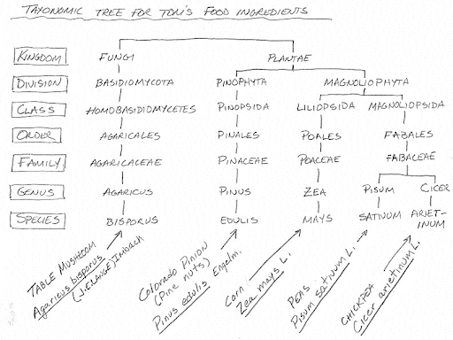 kingdom phylum class order family genus species plants