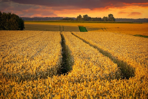 Image of a fall field at sunset.