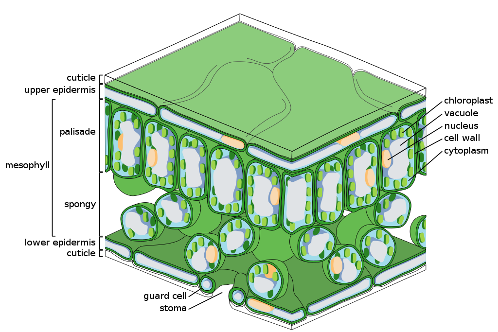 5-1-inside-leaves-the-science-of-plants