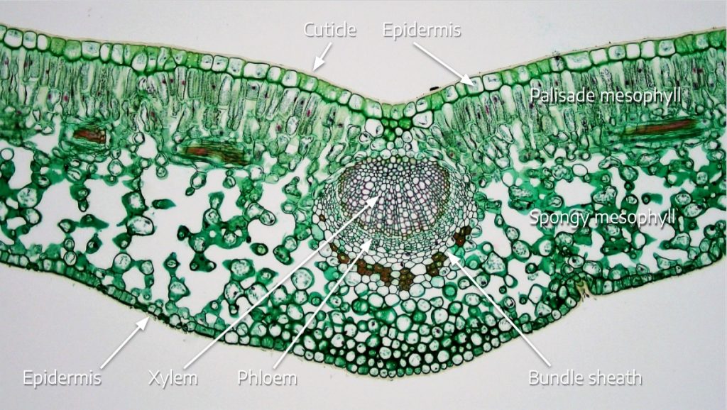 Leaf cross section with parts labeled.