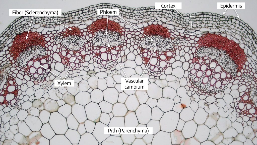 Cross section of a young sunflower (Helianthus) stem, magnified 100x.