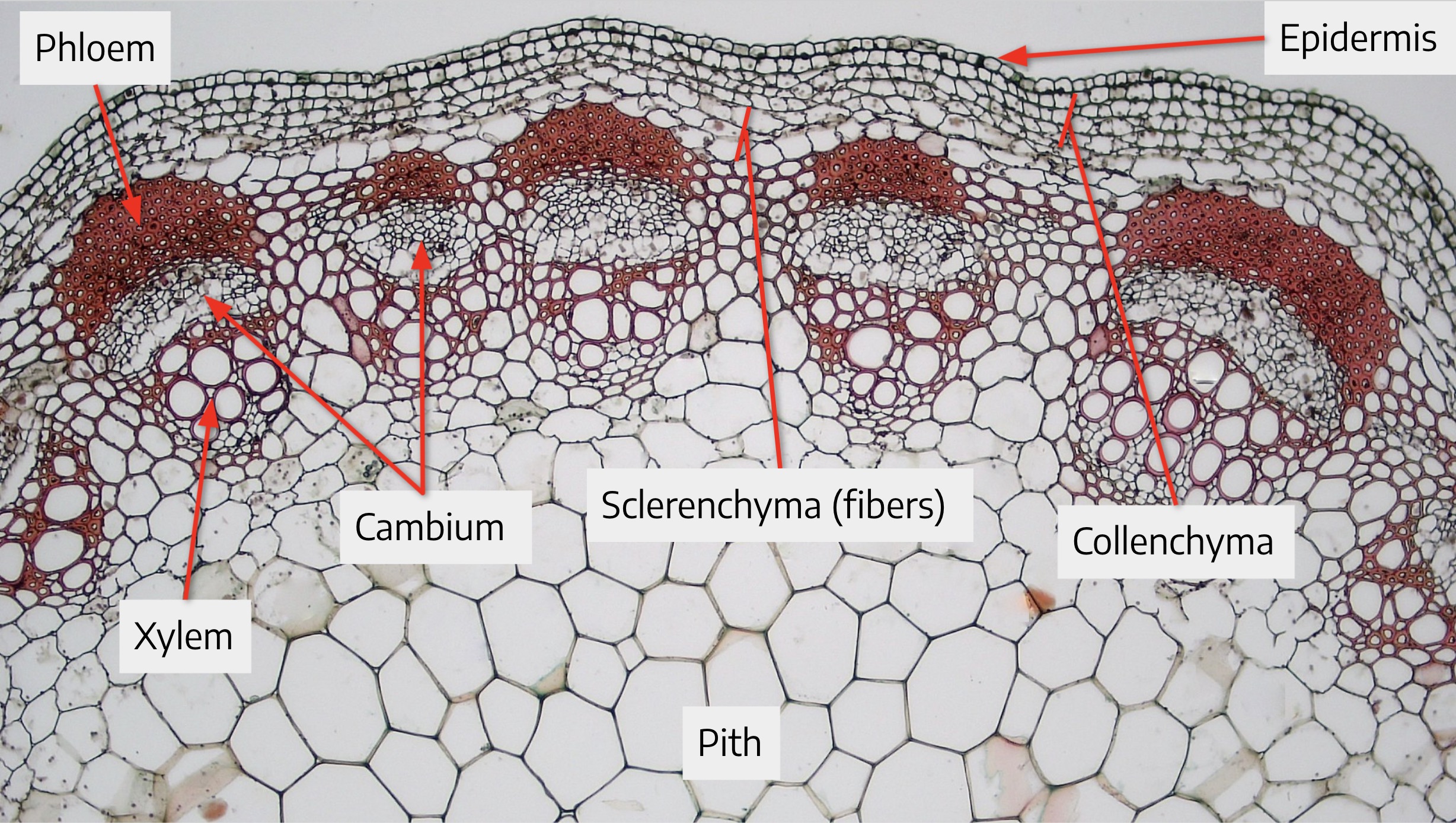 Sunflower Stem Cross Section Labeled