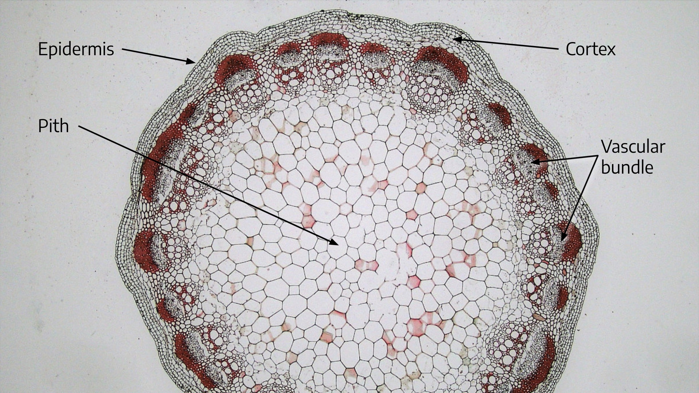 vascular bundle stem