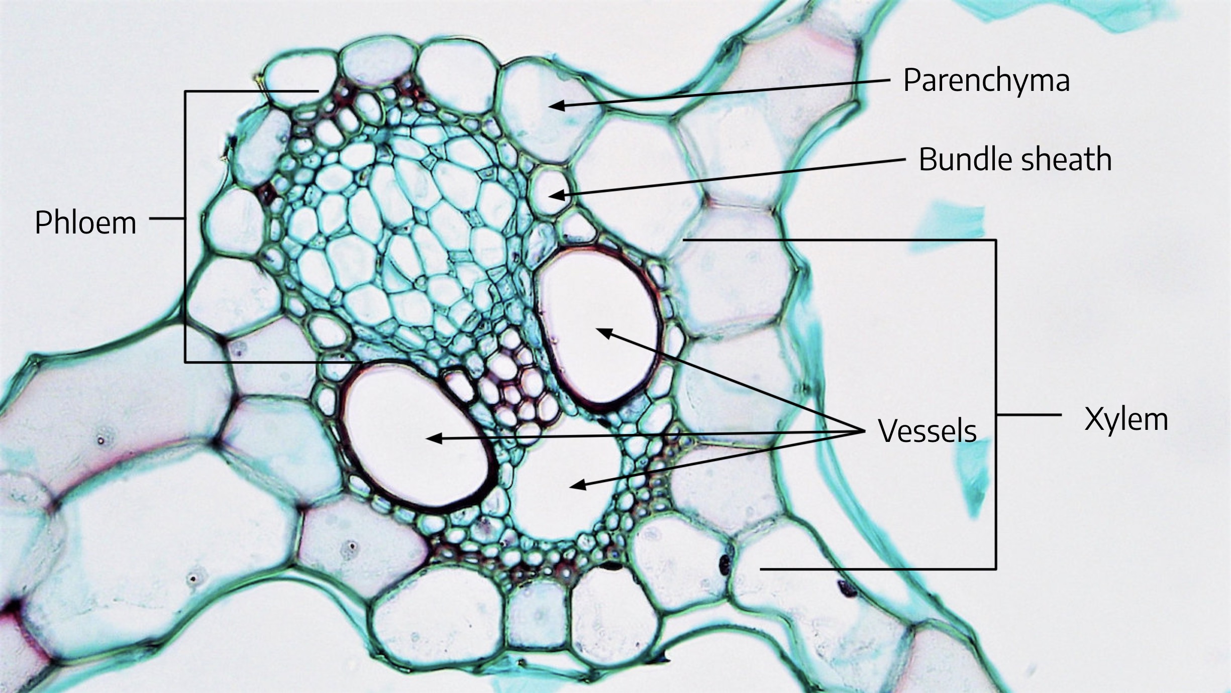 vascular bundle diagram monocot