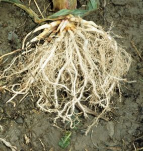 Adventitious corn roots