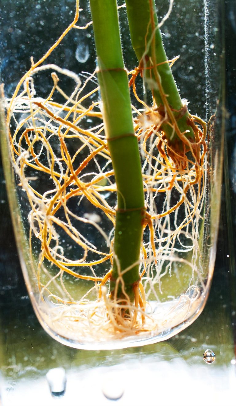 5.3 Inside Roots – The Science of Plants