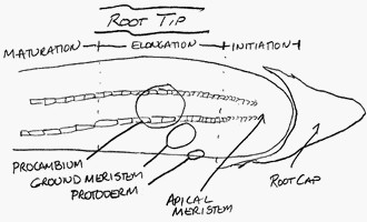 Drawing of a root tip with labels