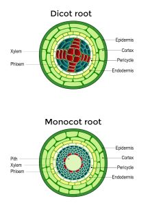 5.3 Inside Roots – The Science of Plants