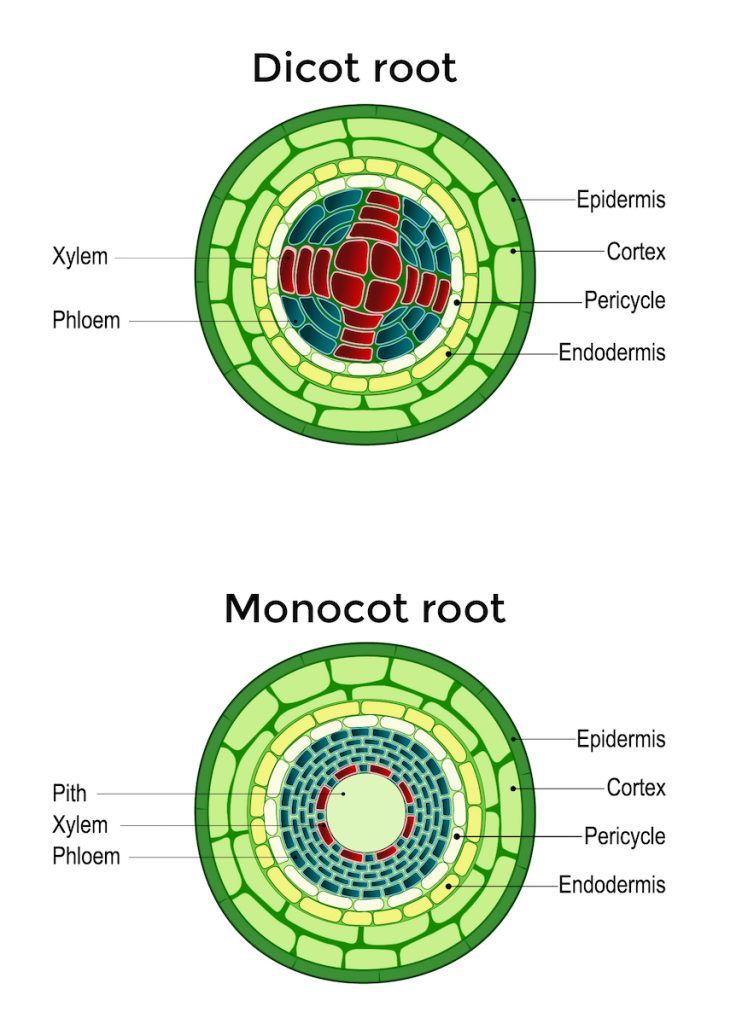 Monocot and dicot root cross sections