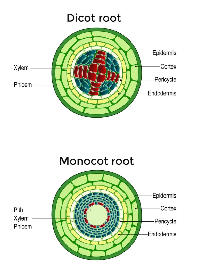 5.3 Inside Roots The Science of Plants