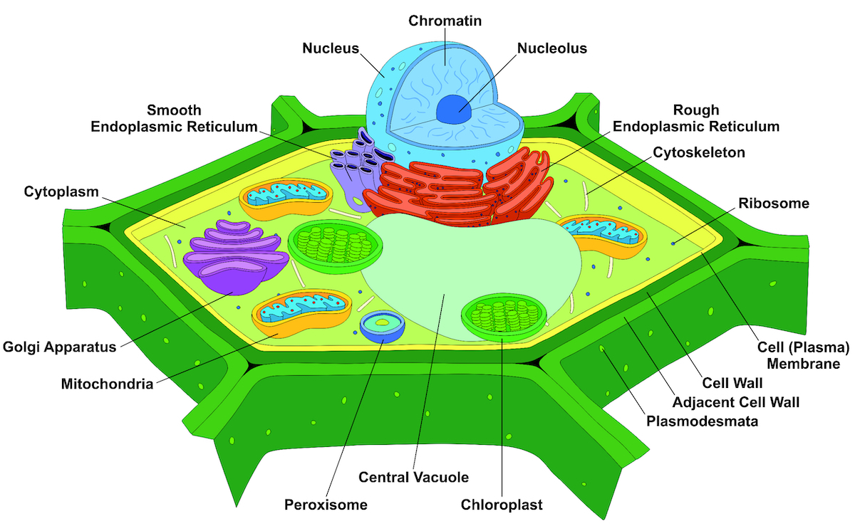 Plant Cell - Definition, Structure, Function, Diagram & Types-saigonsouth.com.vn