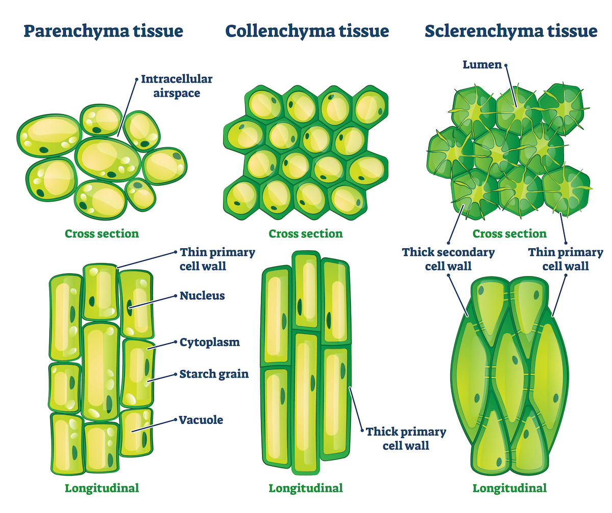 Types of Plant,Tissue,Vector,Illustration.,Labeled,Educational Structure Scheme