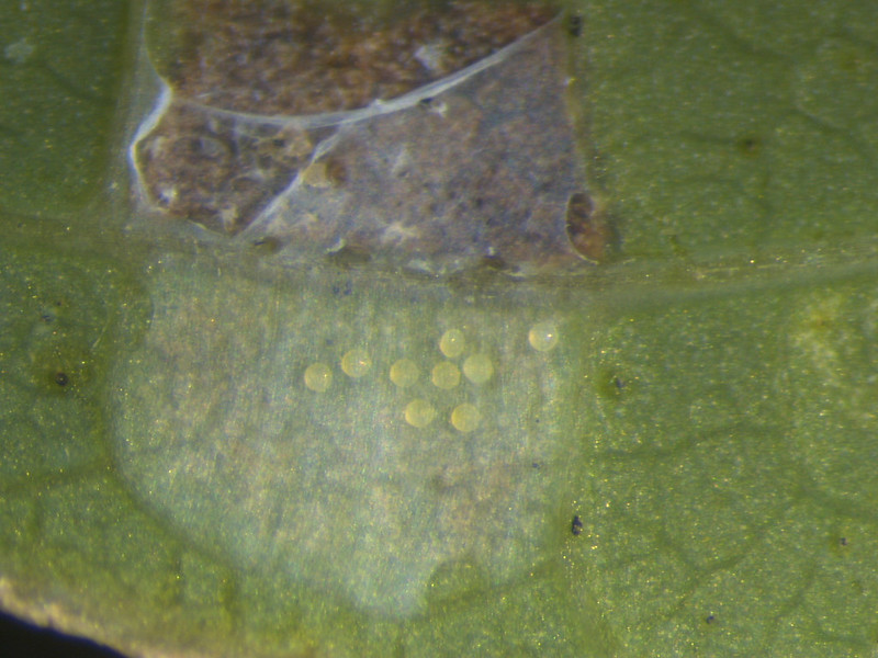 A cluster of mite eggs just beneath the epidermis of a leaf.