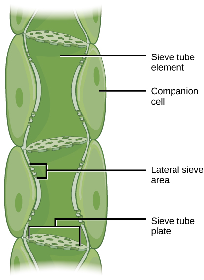 Drawing with sieve plate, sieve tube element, and companion cell labeled