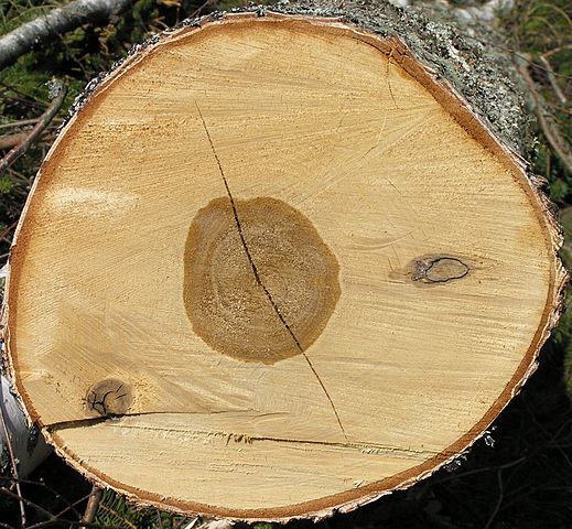 Cross section of a tree truck showing heart wood