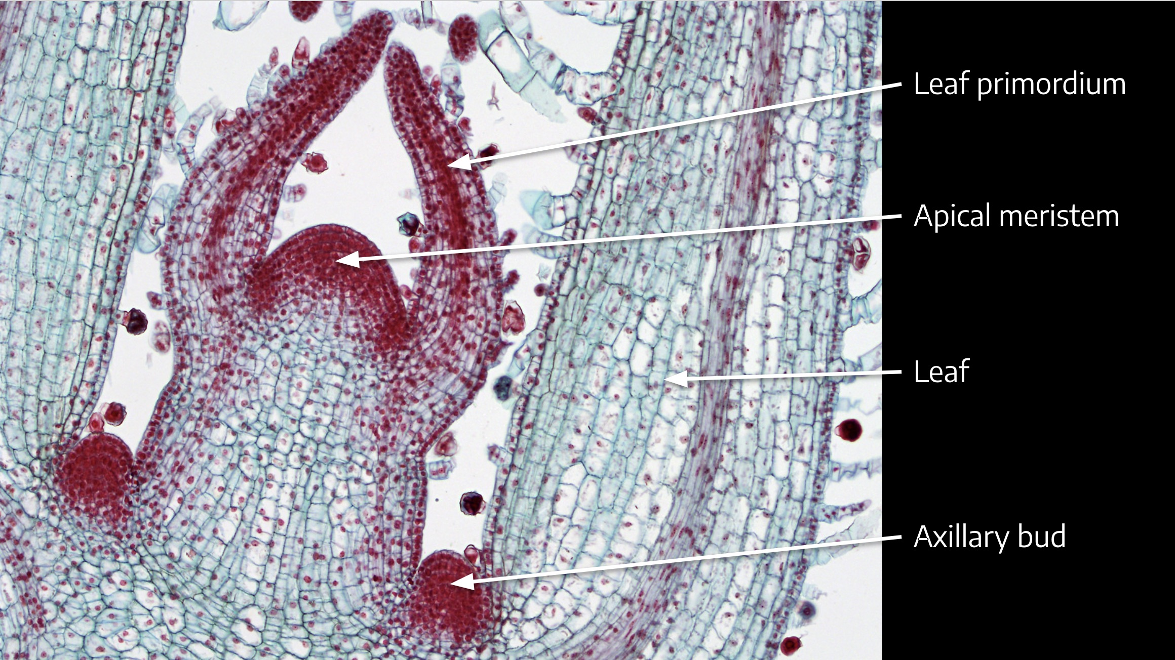 labeling primary growth structures ground tissue