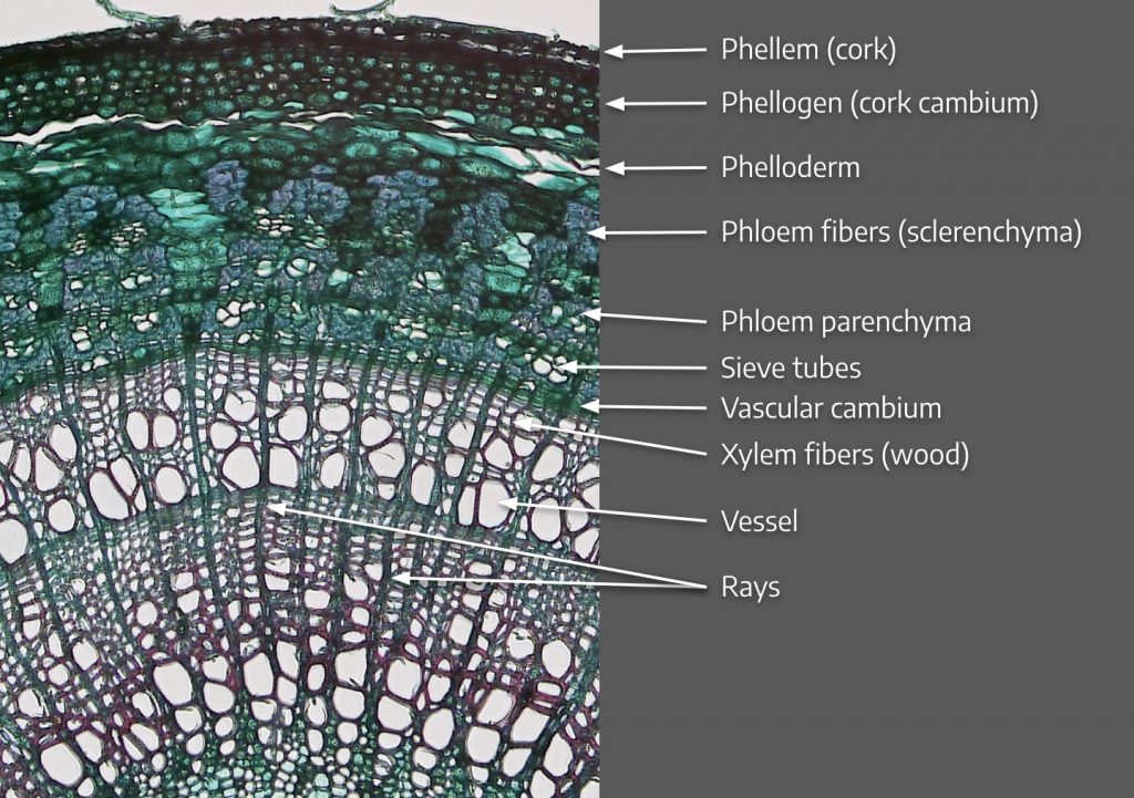 7.1 Meristem Morphology – The Science of Plants