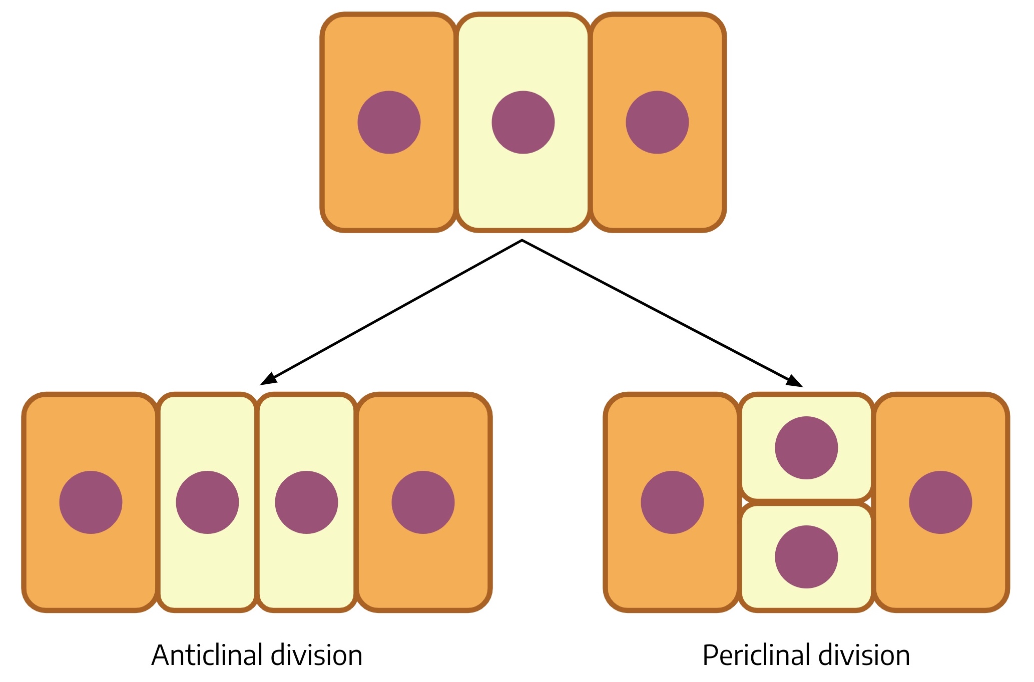 Drawing illustrating anticlinal and periclinal division