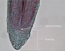 7.1 Meristem Morphology – The Science of Plants