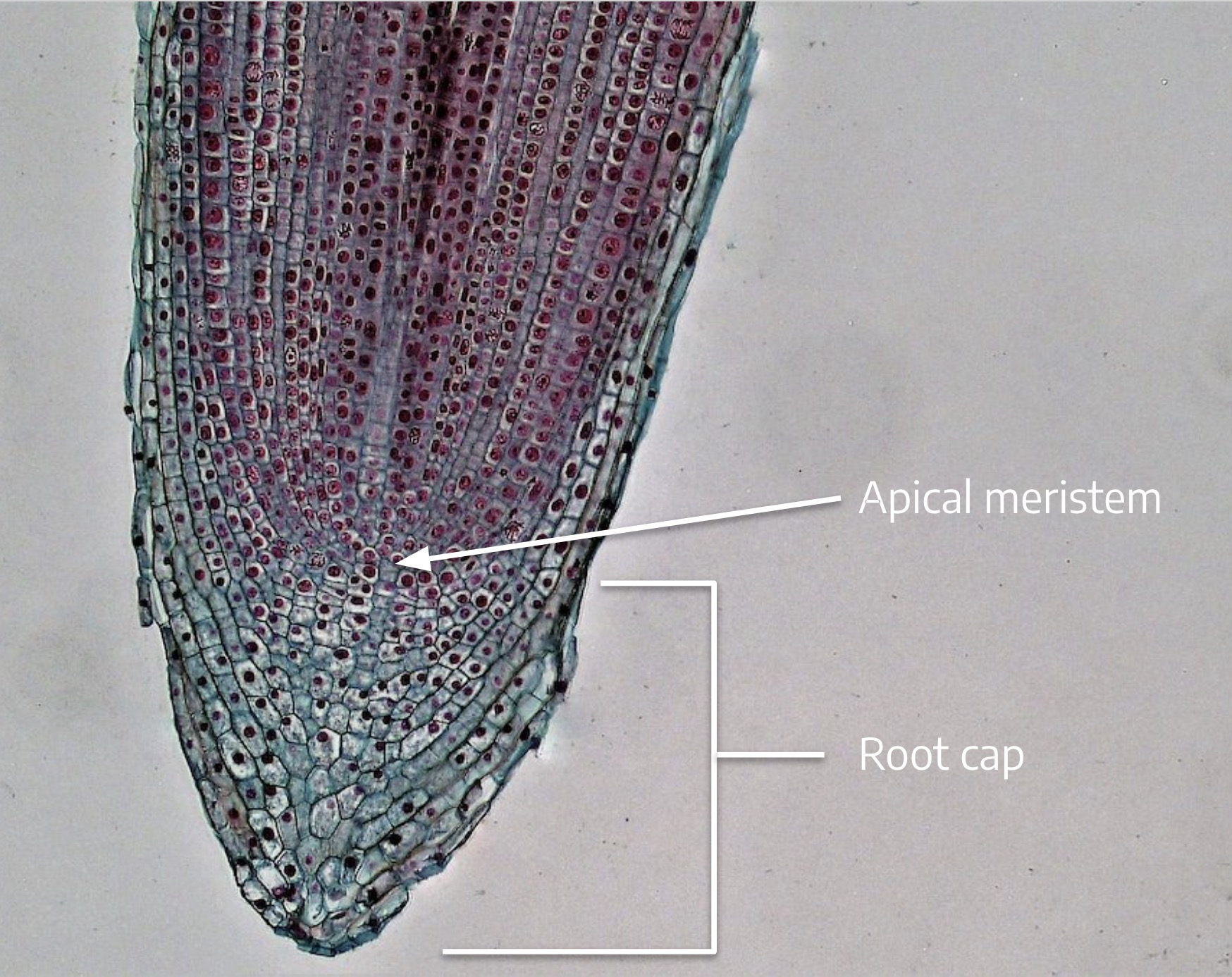 Microscope view - root tip with labels