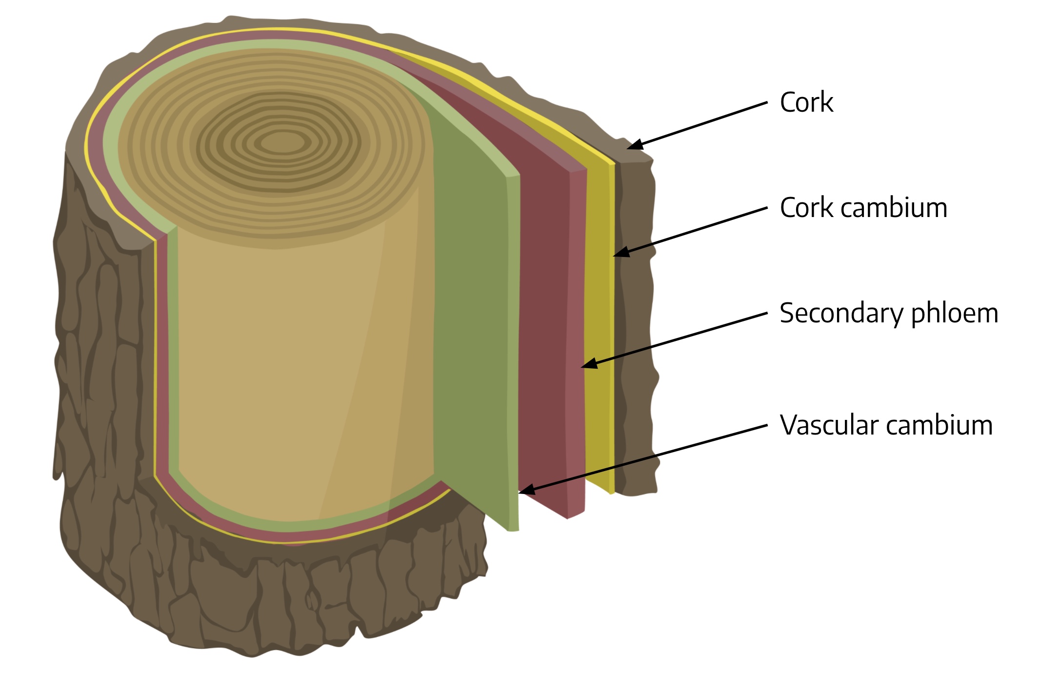 Graphic of trunk cross section with cork, cork cambium, secondary phloem, and vascular cambium labled.