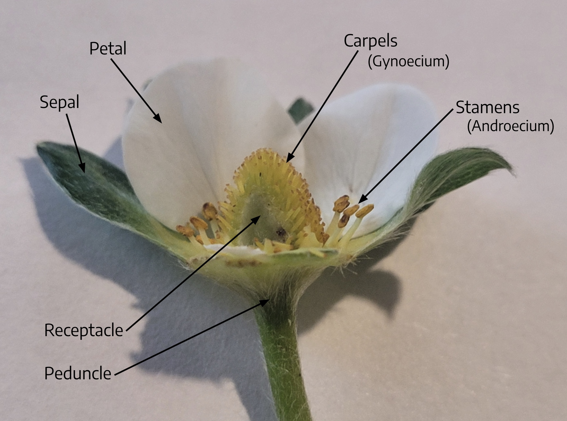 plant structure calyx corollla perianth