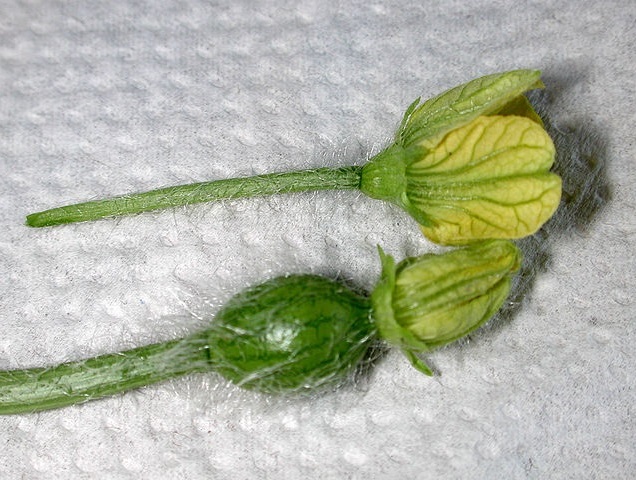 Male and female watermelon flowers