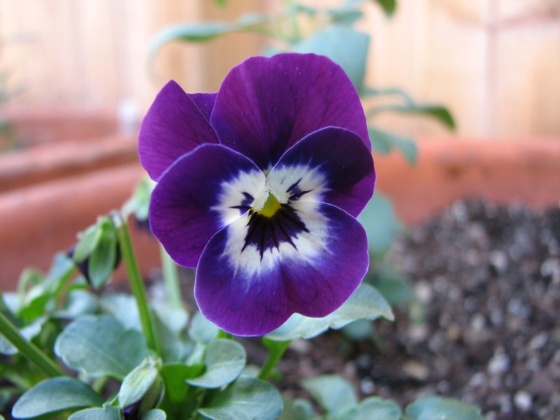 Photo of a violet to illustrate petals simulating a bulls eye