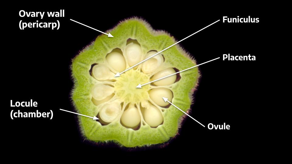 8-1-fruit-morphology-the-science-of-plants