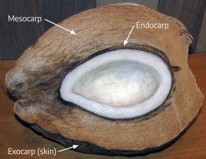 Cross section of a coconut