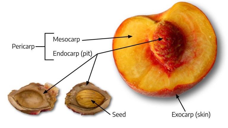 8.1 Fruit Morphology – The Science of Plants