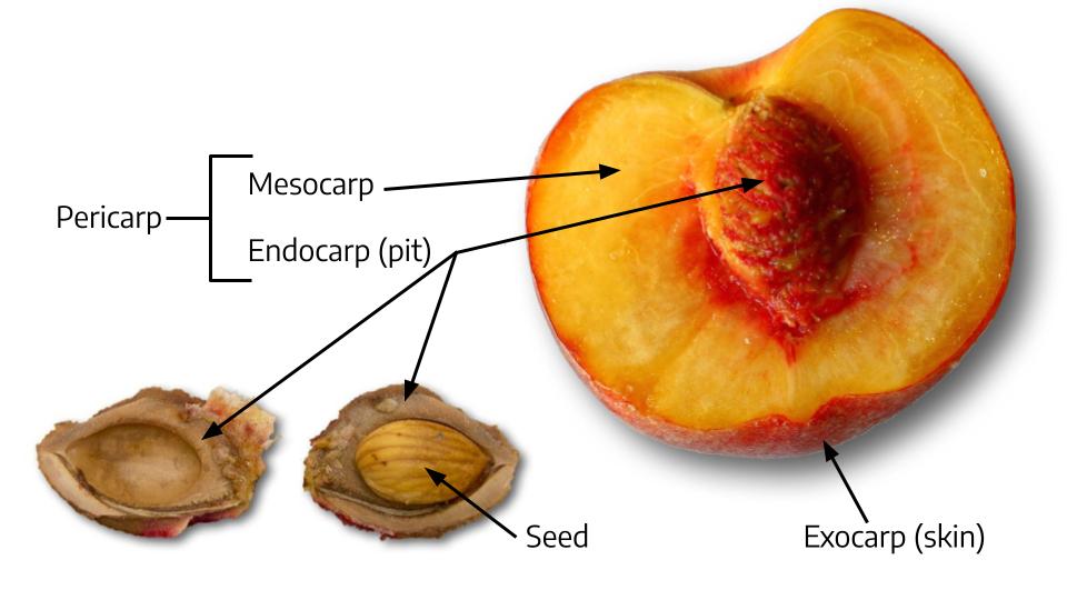 8.1 Fruit Morphology – The Science of Plants