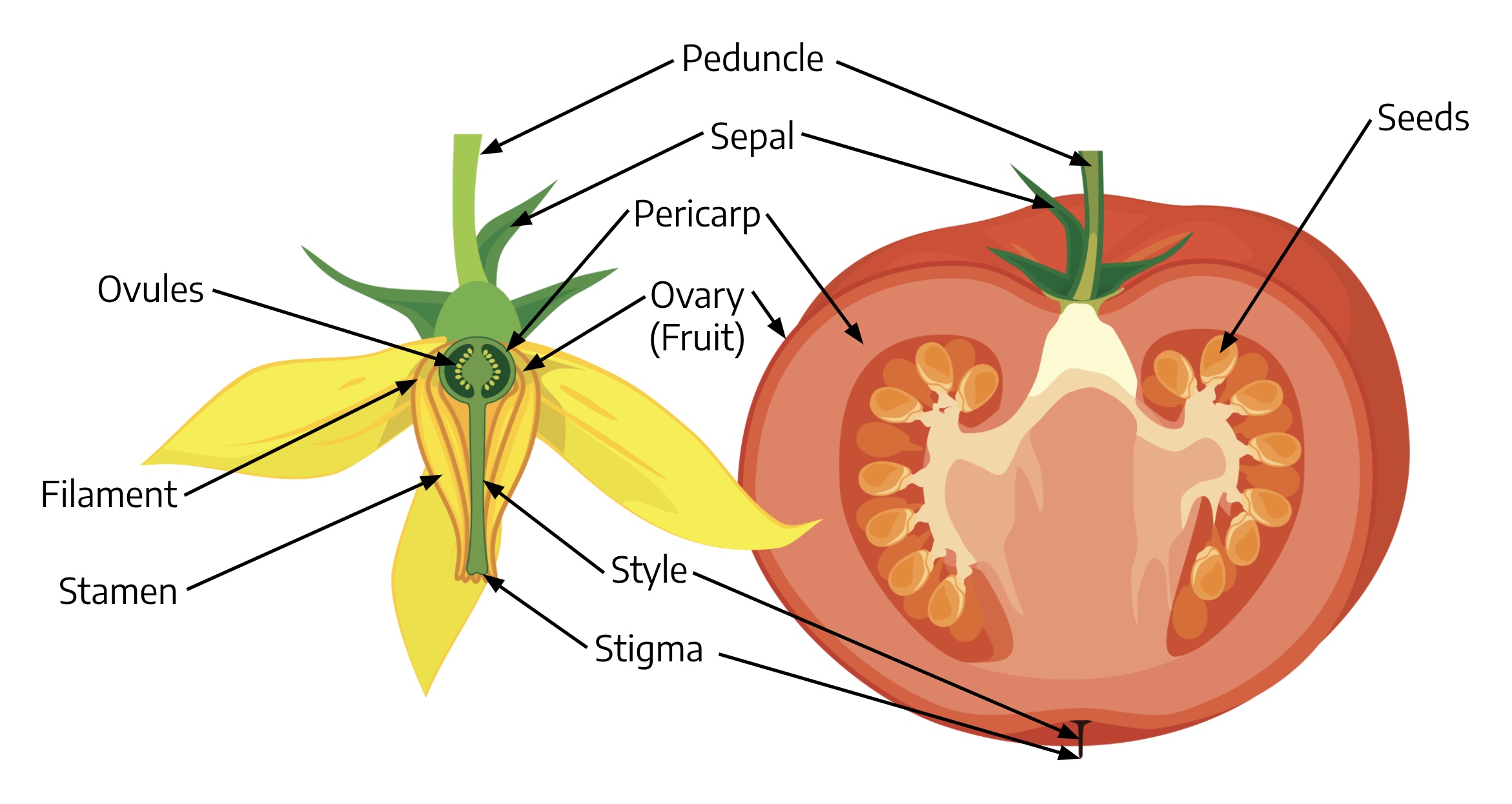 Parts of a Fruit: Functions and Diagram