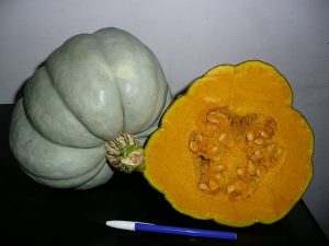 Cross section of squash