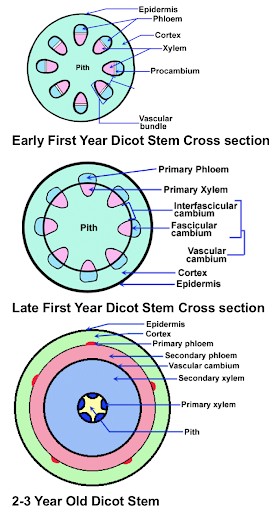 Early year dicot stem cross section and late first year dicot stem cross section.