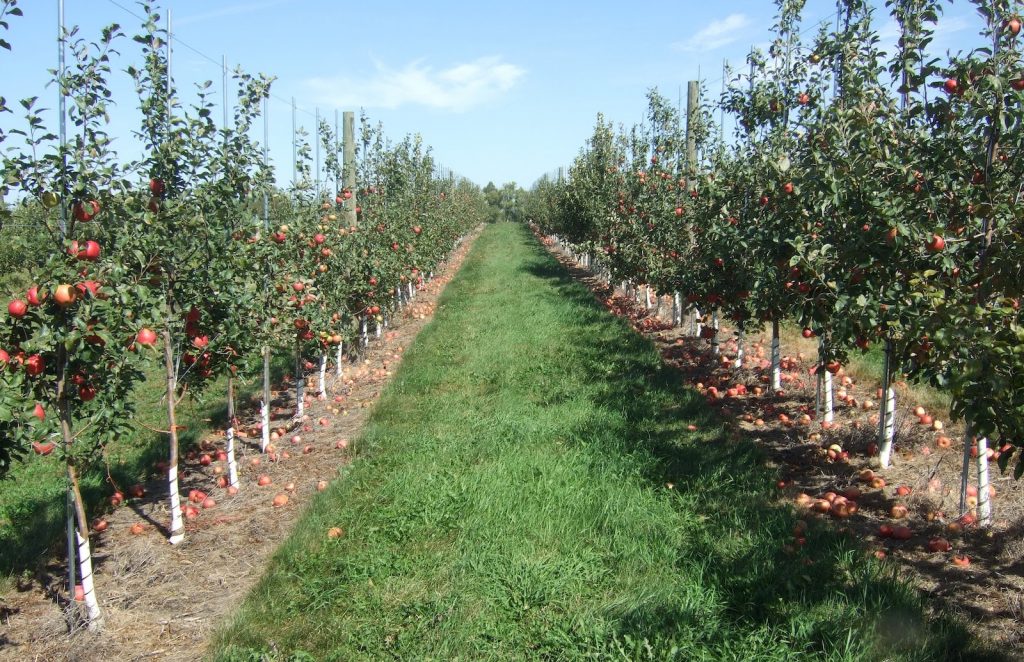 apple trees supported by trellis
