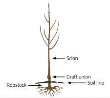 10.1 Grafts and Wounds – The Science of Plants