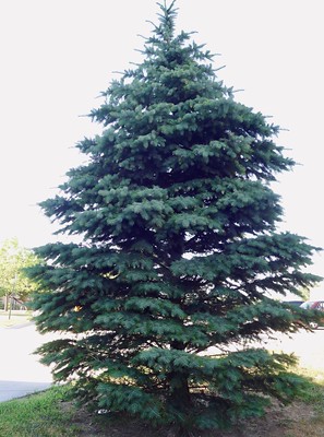 Colorado blue spruce