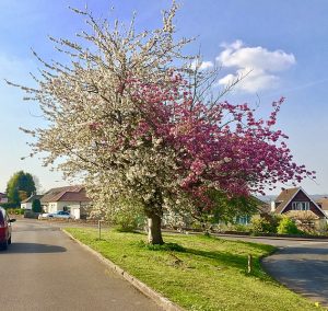 Flowering tree with multiple species