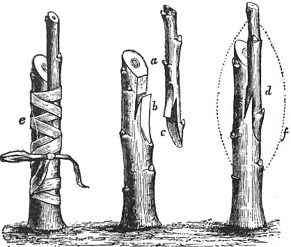 Whip-and-tongue grafting