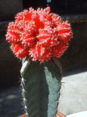 Grafted cactus