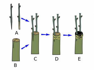 Cleft graft diagram