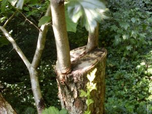 cleft graft tree