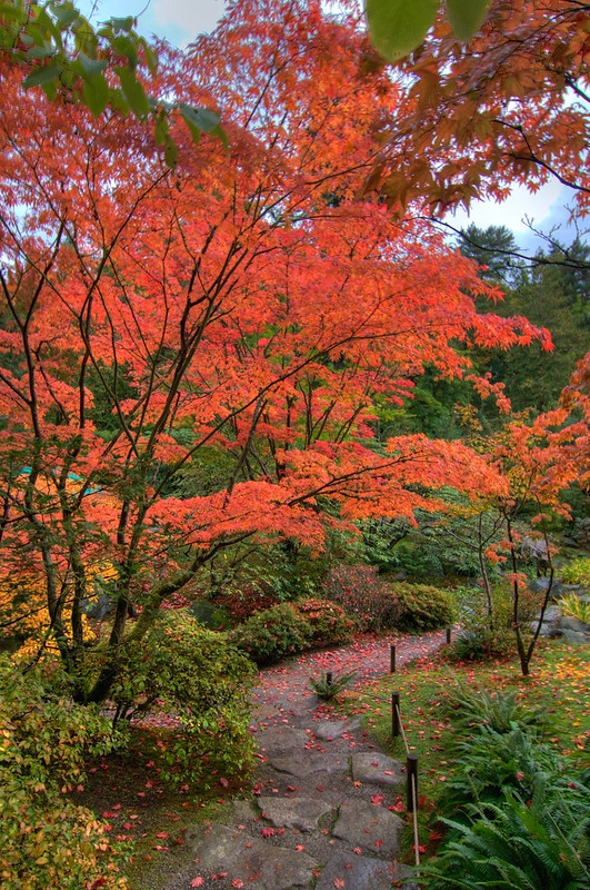 Japanese maple tree