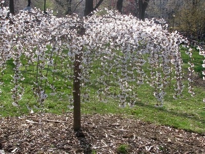 Weeping flowering tree