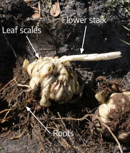 The common Easter lily (Lilium longiflorum) has an imbricate bulb structure.