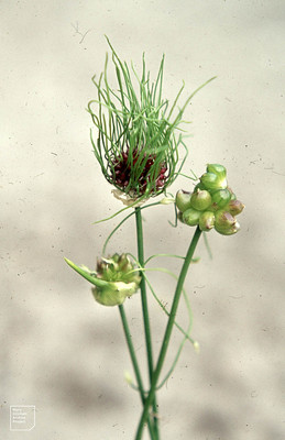 Bulbils on Allium vineale v. vineale